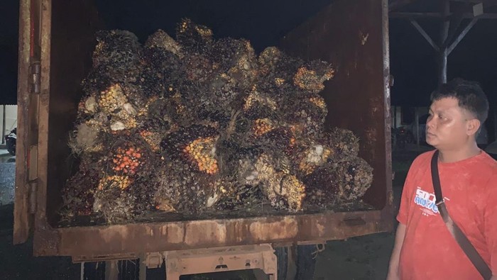 Buah sawit yang dicuri pelaku.