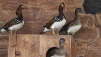 Dari hasil budi daya setiap dua bulan, sekitar15 ekor anakan bebek hias berbagai jenis antara lain jenis Mandarin, Carolina dan Calduck dijual melalui media sosial ke berbagai kota di Indonesia sebagai hewan peliharaan. 