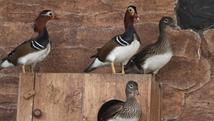 Budi daya bebek hias di Ngawi Pekerja memeriksa kesehatan bulu anakan bebek hias jenis mandarin (Aix galericulata) yang dibudidayakan di peternakan Bursa Ayam Hias, Ngawi, Jawa Timur, Kamis (19/12/2024). Dari hasil budi daya setiap dua bulan, sekitar15 ekor anakan bebek hias berbagai jenis antara lain jenis Mandarin, Carolina dan Calduck dijual melalui media sosial ke berbagai kota di Indonesia sebagai hewan peliharaan dengan harga Rp10 juta hingga Rp15 juta per pasang. ANTARA FOTO/Ari Bowo Sucipto/aww.