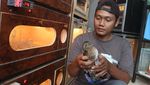 Bebek Cantik Harga Selangit