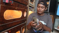 Bebek hias ini dijual dengan harga Rp 10 juta hingga Rp 15 juta per pasang. 