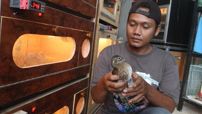 Pekerja memeriksa kesehatan bulu anakan bebek hias jenis mandarin (Aix galericulata) yang dibudidayakan di  peternakan Bursa Ayam Hias, Ngawi, Jawa Timur, Kamis (19/12/2024). Dari hasil budi daya setiap dua bulan, sekitar15 ekor anakan bebek hias berbagai jenis antara lain jenis Mandarin, Carolina dan Calduck dijual melalui media sosial ke berbagai kota di Indonesia sebagai hewan peliharaan dengan harga Rp10 juta hingga Rp15 juta per pasang. ANTARA FOTO/Ari Bowo Sucipto/aww.