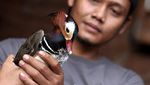 Bebek Cantik Harga Selangit