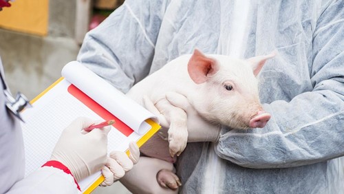 Veterinarian holding a pig while nurse working trial.