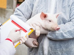 Penerima Transplantasi Hati dari Babi Hidup Selama 171 Hari