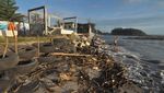 Konservasi Penyu Rusak Akibat Abrasi Pantai di Bengkulu