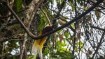 Menjaga Hutan Sumber Kehidupan Suku Moi