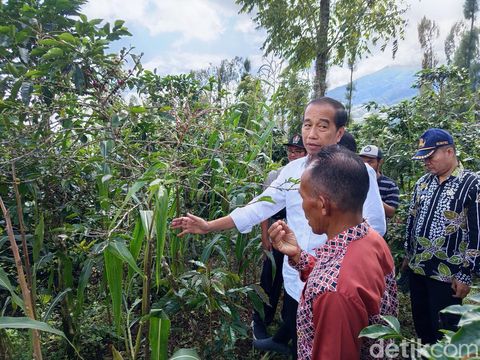 Presiden ke-7 RI, Joko Widodo (Jokowi) melihat kebun kopi di Posong, Kledung, Kabupaten Temanggung, Kamis (19/12/2024).