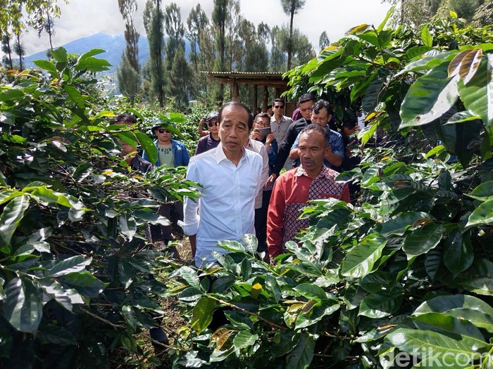 Presiden ke-7 RI, Joko Widodo (Jokowi) melihat kebun kopi di Posong, Kledung, Kabupaten Temanggung, Kamis (19/12/2024).