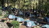 tempat camping dan keindahan hutan pinus