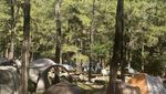 Glamping Anti-ribet di Kaki Gunung Liman, Ini Tempatnya
