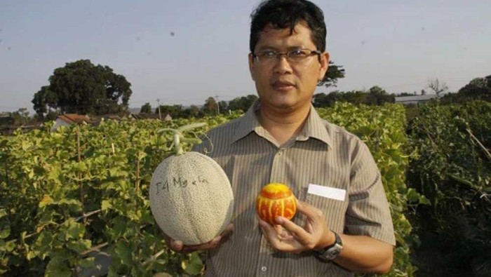 Dosen Fakultas Biologi UGM,  Prof Budi Setiadi Daryono mengembangkan melon jadi bahan baku parfum-kosmetik. Foto diunggah Kamis (19/12/2024).