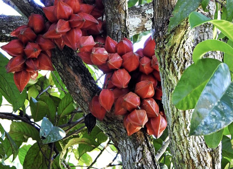 Buah Unik Khas Pulau Kalimantan