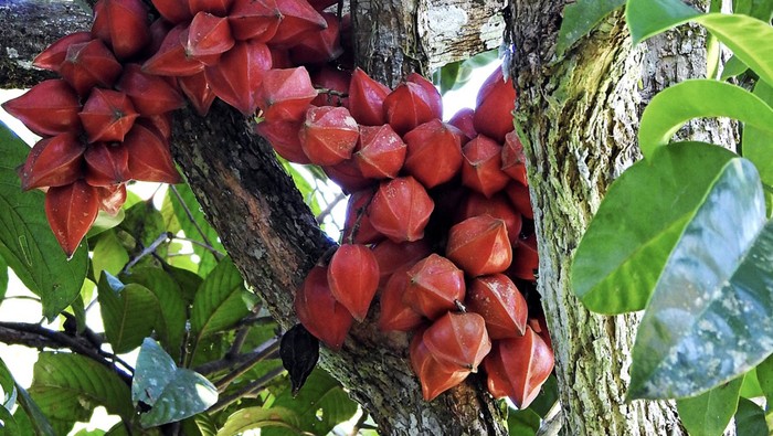 Buah Unik Khas Pulau Kalimantan