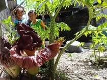 Bunga Bangkai Kembali Mekar di Rumah Fitri Pengasih, Kini Lebih Jumbo