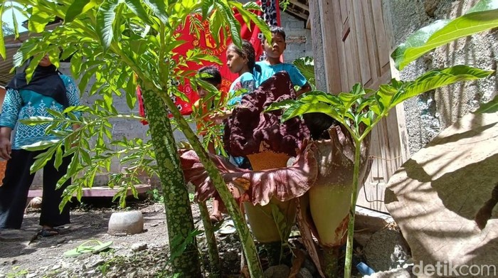 Bunga bangkai Suweg yang tumbuh di rumah Fitriani, warga Sendangsari, Pengasih, Kulon Progo, Jumat (20/12).