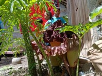 Bunga Bangkai Mekar Lebih Banyak di Rumahnya, Fitri: Tahun Kemarin Cuma 1