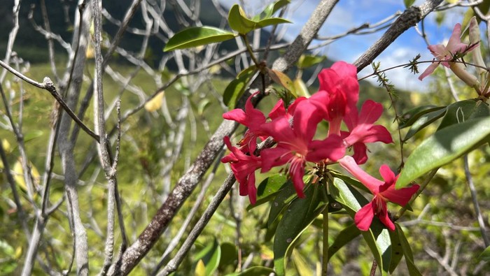 Bunga berwarna merah dari Tambrauw, Papua. Spesies ini dikenal dengan nama ilmiah Rhododendron mulyaniae