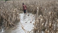 Selain menyebabkan gagal panen/panen tidak optimal, banjir yang menggenangi ratusan hektare sawah di daerah itu selama 2-3 pekan terakhir menyebabkan petani tak bisa mengolah sawahnya sampai banjir surut dan cuaca kembali normal.