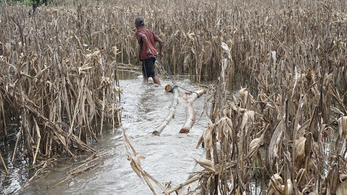 Pekerja memanfaatkan pematang-pematang sawah yang terendam banjir untuk memndahkan gelondongan kayu tebangan mereka menuju tepian di Desa Bendilwungu, Tulungagung, Jawa Timur, Kamis (19/12/2024). Selain menyebabkan gagal panen/panen tidak optimal, banjir yang menggenangi ratusan hektare sawah di daerah itu selama 2-3 pekan terakhir menyebabkan petani tak bisa mengolah sawahnya sampai banjir surut dan cuaca kembali normal. ANTARA FOTO/Destyan Sujarwoko/foc.