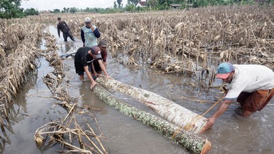 Banjir Rendam Sawah di Tulungagung, Petani Rugi Besar