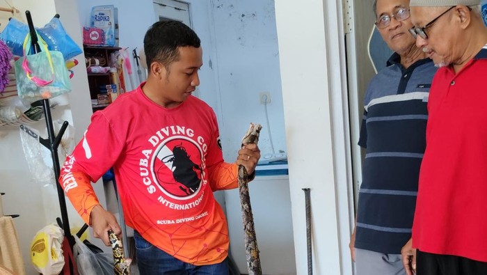 Evakuasi ular piton di Desa Puro, Kecamatan Karangmalang, Sragen, Kamis (19/12/2024).
