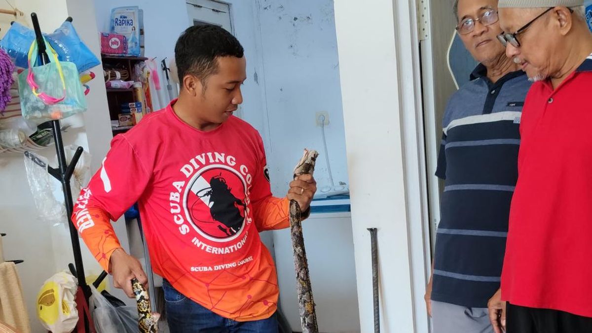 Nasib Apes Ular Piton Tepergok Emak-emak di Sragen, Lemas Disiram Air Panas