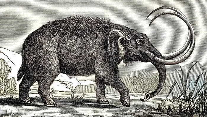 Fosil mastodon