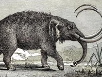 Seorang Warga Tak Sengaja Menemukan Fosil Purba di Rumahnya, Ternyata Milik Mastodon