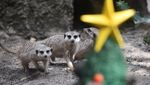 Gemasnya Hewan di Kebun Binatang Kolombia Dapat Kado Natal