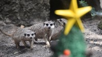 Momen memberikan kado Natal kepada hewan ini merupayakan upaya pihak kebun binatang untuk menarik kedatangan pengunjung.  