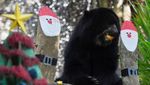 Gemasnya Hewan di Kebun Binatang Kolombia Dapat Kado Natal