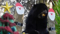 Hewan yang dipelihara seperti jaguar hingga beruang mendapat hadiah seperti daging hingga buah segar favorit mereka.  