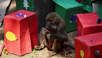 Mereka mendapatkan hadiah makanan favorit yang dibungkus sebagai kado Natal.  