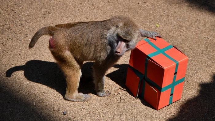 Gemasnya Hewan di Kebun Binatang Kolombia Dapat Kado Natal A papion monkey eats fruit given to him during Christmas celebrations at the Cali Zoo in Cali, Colombia December 19, 2024. REUTERS/Jair Coll
