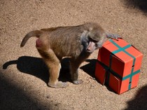 Gemasnya Hewan di Kebun Binatang Kolombia Dapat Kado Natal