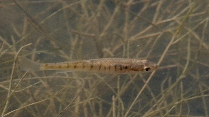 Ikan killifish
