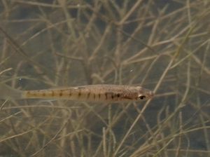 Ikan Ini Pakai Ekor untuk Hidup di Darat dan Bernapas!