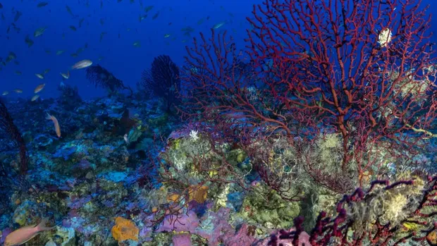 Family Explores Deep Sea on a Sailing Expedition