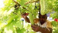 Bahkan hasil panen dari kegiatan ini tidak hanya digunakan untuk konsumsi internal di dalam Lapas tetapi juga dijual ke masyarakat sekitar. Pendapatan dari penjualan hasil panen tersebut digunakan untuk mendukung kebutuhan operasional Lapas sekaligus menjadi bagian dari upaya kewirausahaan yang memberikan pemasukan bagi para warga binaan dan sebagian disetorkan ke negara untuk pendapatan negara bukan pajak (PNBP).