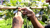 Berbagai jenis tanaman sayuran seperti cabai, tomat, terong, kangkung, kacang panjang, peria dan sawi ditanam oleh warga binaan, yang merupakan tanaman bernilai ekonomi tinggi dengan siklus tanam yang relatif singkat.