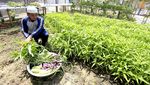 Kemandirian Pangan untuk Warga Binaan