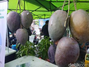 Mangga Roman Ayu, Varietas Baru Siap Jadi Ikon Baru Kabupaten Cirebon
