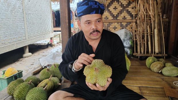 Musim durian telah tiba di kawasan masyarakat adat Baduy, Lebak, Banten. (Foto: Fathul Rizkoh/detikcom)