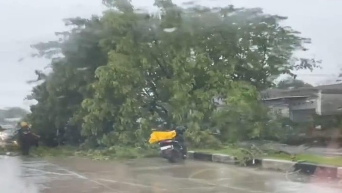 Pohon tumbang di Awarange Kabupaten Barru.