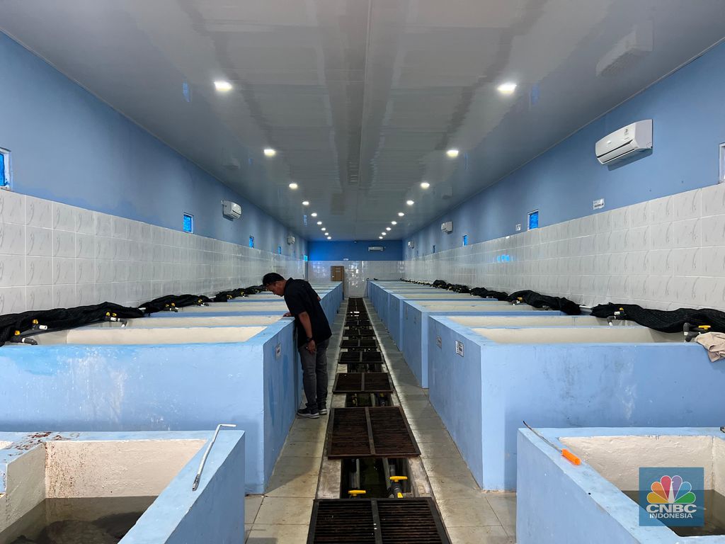 Ruangan Nursery Room Lobster BBL. (Ber AC dan dilengkapi teknologi untuk sirkulasi air dan memastikan suhu ruangan sesuai). (CNBC Indonesia/Emanuella B)