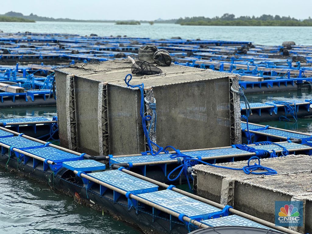 Tambak Lobster Pasir, Krankang L untuk ukuran 30 Gram hingga panen, memakan waktu hingga 8 bulan. Tambak diawasi CCTV. (CNBC Indonesia/Emanuella B)