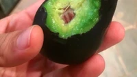 Buah alpukat yang harusnya dikeluarkan menggunakan sendok, malah digigit langsung seperti apel. Tentunya banyak yang bilang cara makan alpukat ini masuk ke dalam penistaan buah. Foto: Pool/Site