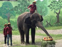 Pengunjung KBS Disuguhi Perayaan Ulang Tahun Gajah Gonzales
