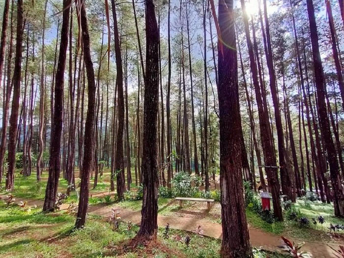 Hutan Pinus Nongko Ijo Madiun